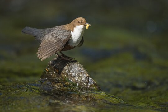 White-breasted dipper (Cinclus cinclus ) with food in the beak on a stone, Bach, Blomberg, North Rhine-Westphalia, Germany