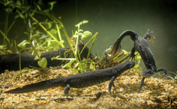 Great crested newt, crested newt, northern crested newt, Triturus cristatus, amphibians, amphibians, courtship, courtship display, amphibians, newts, northern crested newt, warty newt