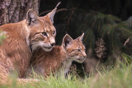 Lynx (Lynx lynx) with young in the forest, Haltern, North Rhine-Westphalia, Germany