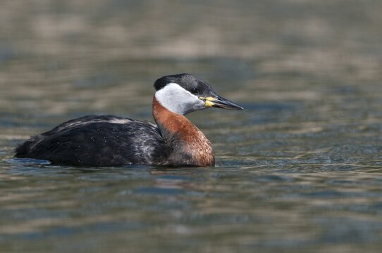 Podiceps grisegena, red-necked grebe, red-necked grebe, birds, grebe, podicipedidae, divers, birds, waterbirds, waterbirds