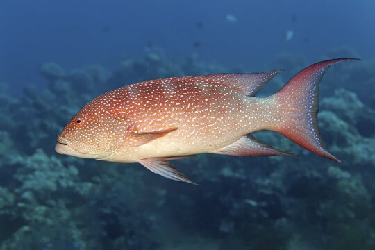 Yellow-edged lyretail (Variola louti) Red Sea, Jordan