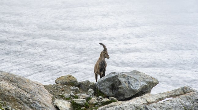 Alpine ibex (Capra ibex) male, in front of glacier, Bernese Alps, Bernese Oberland, Switzerland