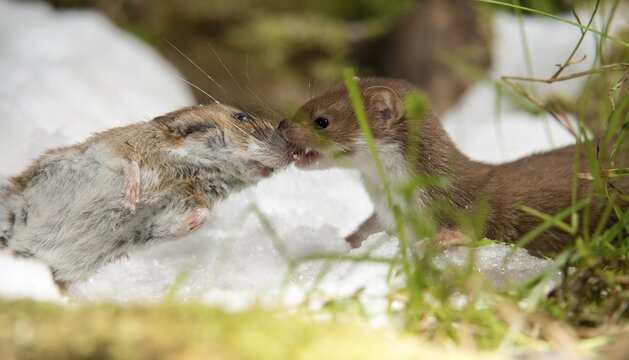 Carnivora, least weasel, mouse weasel, mustela nivalis, predators, prey, capture, hunting, mammals, raptors, snow, mammals, winter