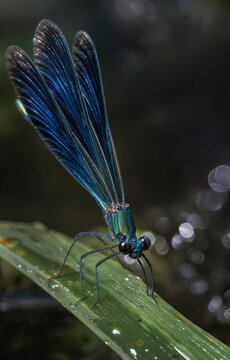 Demoiselle Matrona cyanoptera en macrophotographie