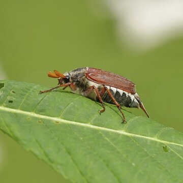 May beetle, wood cockchafer (Melolontha hippocastani), male, on leaf of a horse chestnut (Aesculus hippocastanum), close-up, Wilnsdorf, North Rhine-Westphalia, Germany