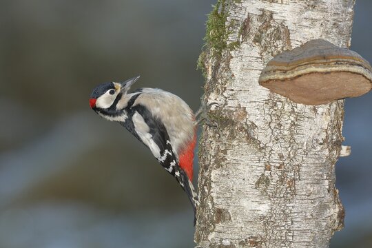 Great spotted woodpecker (Dendrocopos major) male, pecking at the trunk of a birch (Betula) with tinder fungus (Fomes fomentarius), North Rhine-Westphalia, Germany