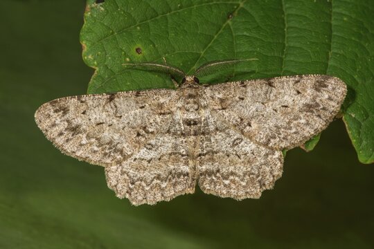 Ash-grey bark moth (Hypomecis punktinalis) with spotted pattern sitting on a green leaf, Baden-W&uuml;rttemberg, Germany