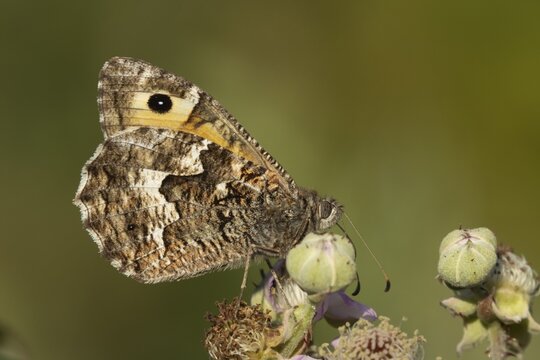 Grayling butterfly (Hipparchia semele) adult insect feeding on a Bramble flower in summer, Suffolk, England, United Kingdom