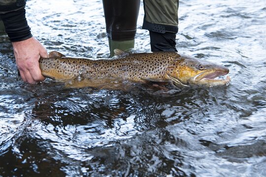 Electrofishing in the floodplain for sea trout and salmon, Wildeshausen, Lower Saxony, Germany