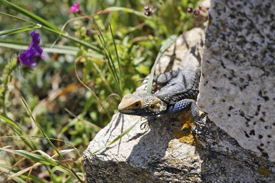 Roughtail Rock Agama (Laudakia stellio), Delos, Greece, Europe