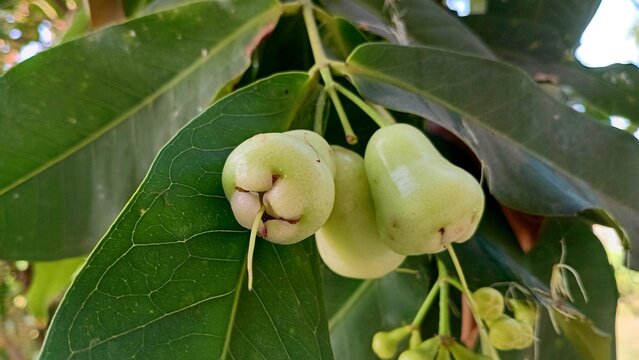 Fresh green wax apples hanging on a tree in the garden