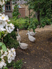 Four white domestic geese foraging on the ground of a rustic countryside yard behind blooming white rose flowers, old wooden village house and chain-link fence in the background © Oles