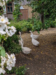 Flock of four white geese standing alert on a dirt path in an old rural courtyard, blooming white rose flowers in the foreground and a weathered wooden village house with broken window behind © Oles