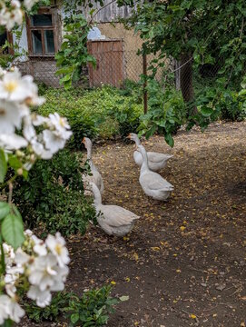 Flock of four white geese standing alert on a dirt path in an old rural courtyard, blooming white rose flowers in the foreground and a weathered wooden village house with broken window behind