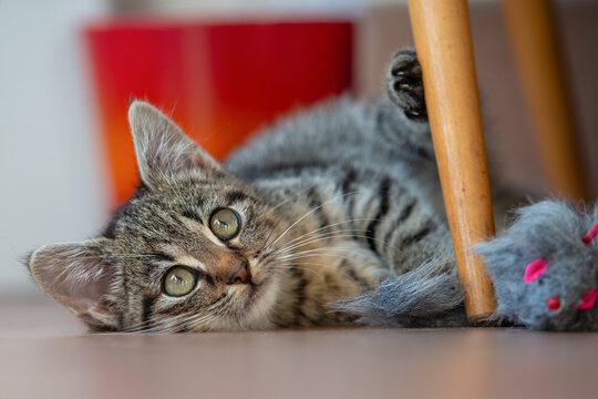 Verspieltes Kitten liegt neben einer Spielzeugmaus. Junges getigertes K&auml;tzchen liegt entspannt auf dem Boden und spielt neugierig mit einer Spielzeugmaus unter einem Stuhl.
