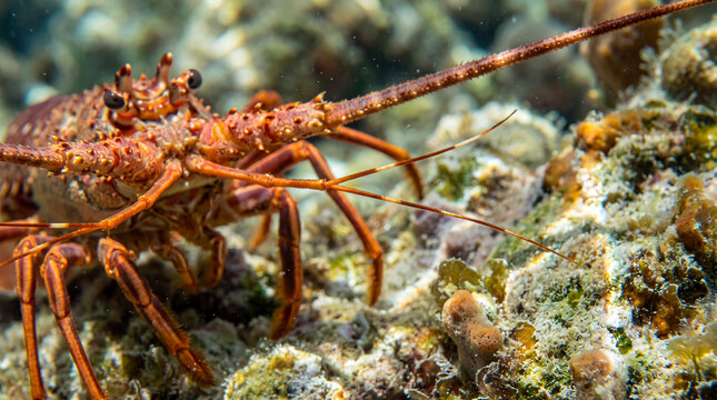 Spiny lobster underwater photo. Detailed close-up of a brown crustacean with long antennae resting on a rocky coral reef. Marine life photography for conservation projects