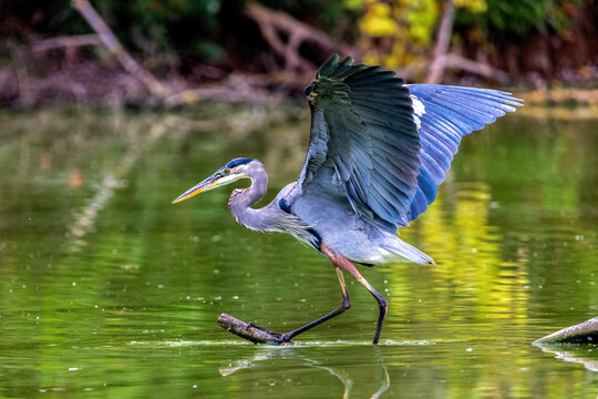 Great Blue Heron Log Landing Wings Spread