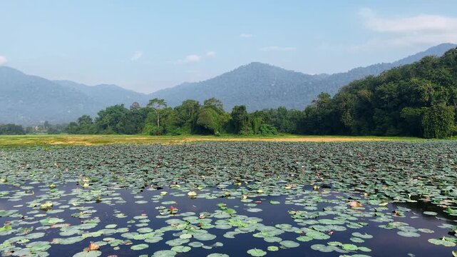 Lily pads float on calm lake water. Vibrant green leaves cover the lake surface at Tasik Raban