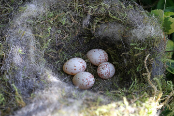 close-up shot of four speckled great tit eggs resting inside a soft, carefully crafted nest made of green moss and plastic fibers © mschauer