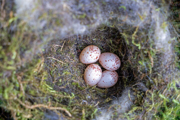 close-up shot of four speckled great tit eggs resting inside a soft, carefully crafted nest made of green moss and plastic fibers © mschauer