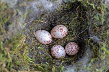 close-up shot of four speckled great tit eggs resting inside a soft, carefully crafted nest made of green moss and plastic fibers © mschauer