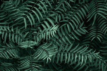 Dark fern leaves background. Overlapping fronds fill the frame in deep teal and dark green tones with moody shadow detail. Ideal for website backgrounds, wellness branding, or nature designs. © ismailgazel