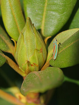 close-up of a green rhododendron flower bud with a colorful rhododendron cicada (Graphocephala fennahi) in the sunlight