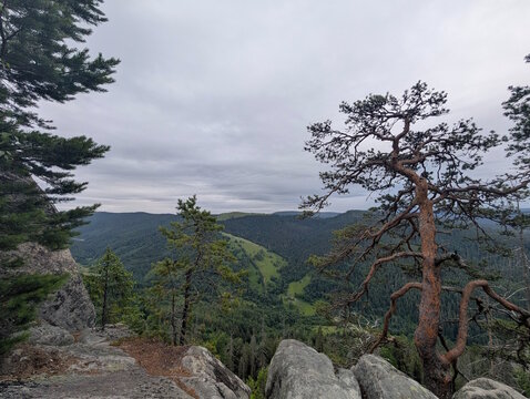 Rocky mountain viewpoint with a lone pine tree and spruce framing a wide forested valley with green meadows under a cloudy summer sky, scenic overlook in the Carpathians