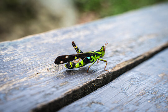 grasshopper on a leaf