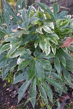 A close-up shot of the glossy variegated leaves of the Japanese aralia or Fatsia japonica plant growing in a quiet garden