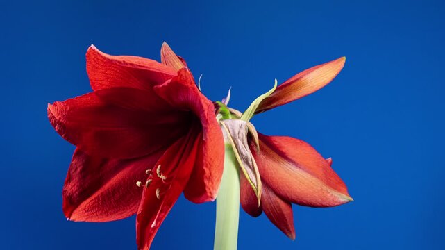 Red Hippeastrum Opens Flower in Time Lapse on a Blue Background. Growth of Orange Amaryllis Flower Buds. Perfect Blooming Houseplant in Spring
