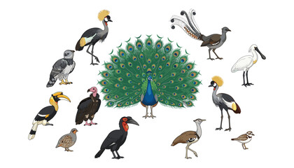 Fototapeta premium Exotic wild birds vector collection featuring a peacock hornbill vulture crane and spoonbill isolated on white background