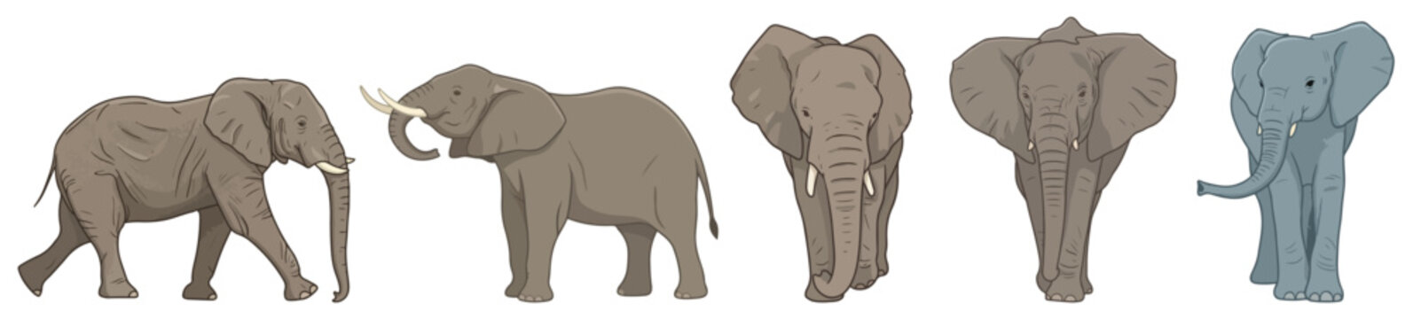 African Elephant Walking Raised Trunk Front View Ears Flapped and Cute Baby Elephant Set Safari Wildlife Concept Vector Illustration Isolated on White Background