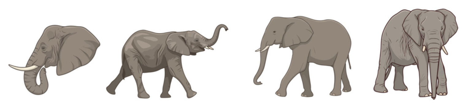 African Elephant Walking Raised Trunk Front View Ears Flapped and Cute Baby Elephant Set Safari Wildlife Concept Vector Illustration Isolated on White Background
