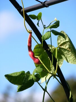 Rote Bohnenam Strauch vor Himmel