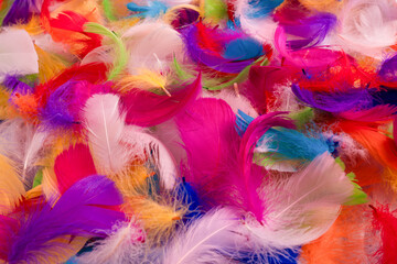Colorful feather background, top view. © Nikolay