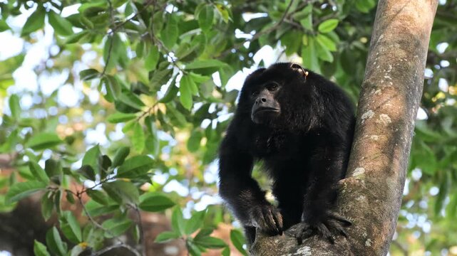 howler monkey, black and gold howler monkey,  monkey, on tree, Alouatta caraya, male, South Wild Lodge, Pantanal, Mato Grosso, Brazil
