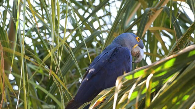 Hyacinth macaw, Anodorhynchus hyacinthinus, Ara, Parrot, hyacinthine macaw, is a large parrot native to central and eastern South America, Port Jofre, Pantanal, Cuiaba', Mato Grosso, Brazil