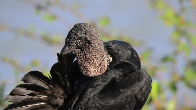 Black Vulture, Coragyps atratus, vulture, bird,  American black vulture, Mexican vulture, zopilote, urubu, or gallinazo, is a bird in the New World vulture,  Port Jofre', Pantanal, Mato Grosso, Brazil
