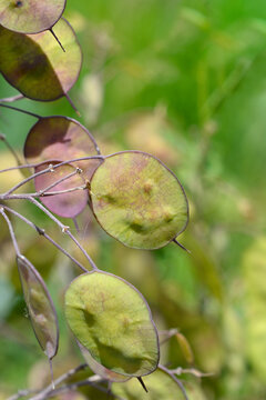 Close up look of translucent round silver dollar pods growing on a wild honesty plant branch - latin name - Lunaria annua
