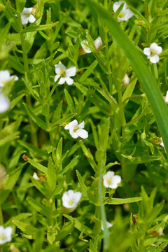 A selective focus shot captures numerous small white common hedge hyssop blossoms surrounded by lanceolate green leaves and long grass blades - latin name - Gratiola officinalis