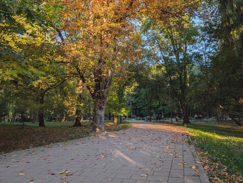 Golden orange autumn tree with a thick trunk beside a paved park path covered with fallen leaves, warm evening sunlight and long shadows in a city park, fall season landscape