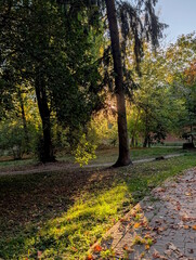 Warm sunset sunlight shining through trees in an autumn city park, glowing green grass and fallen red leaves on a paved path, tall spruce trunk in backlight, golden hour fall landscape © Oles