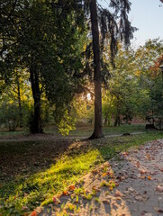 Warm sunset sunlight shining through trees in an autumn city park, glowing green grass and fallen red leaves on a paved path, tall spruce trunk in backlight, golden hour fall landscape © Oles