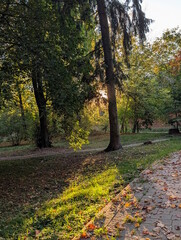 Warm sunset sunlight shining through trees in an autumn city park, glowing green grass and fallen red leaves on a paved path, tall spruce trunk in backlight, golden hour fall landscape © Oles