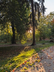 Warm sunset sunlight shining through trees in an autumn city park, glowing green grass and fallen red leaves on a paved path, tall spruce trunk in backlight, golden hour fall landscape © Oles