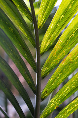 Sunlit green palm frond with diagonal leaflets © Damien