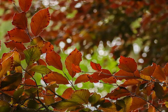 Copper beech or purple beech (Fagus sylvatica purpurea) &ndash; a mutation form of the European Beech. Tree has deep purple foliage which turns coppery-red in autumn before falling. 