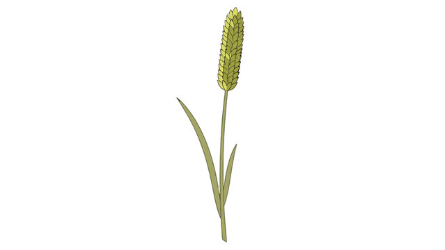 Wheat stalk with a yellow-green grain head and slender leaves