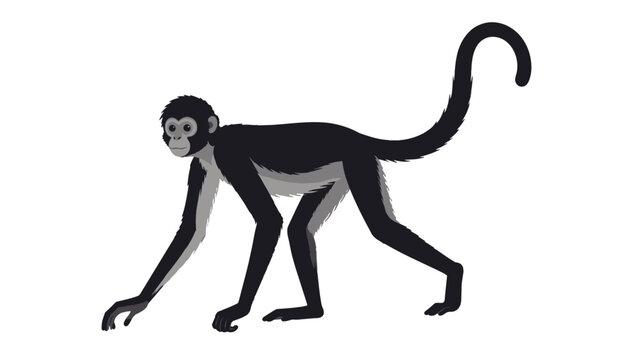 Monkey walking with a long curved tail